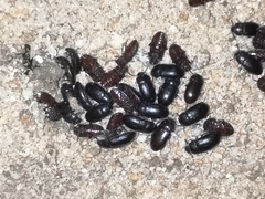 Alphitobius diaperinus