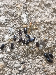 Alphitobius diaperinus