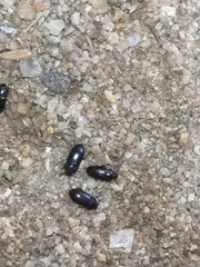 Alphitobius diaperinus