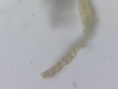 Dicranum flagellare