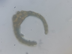 Dicranum flagellare