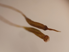 Dicranum flagellare