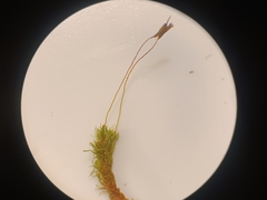 Dicranum flagellare