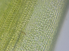 Dicranum flagellare