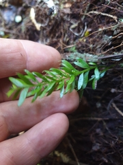 Tmesipteris sigmatifolia