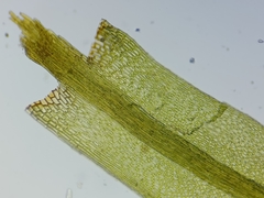 Dicranum flagellare
