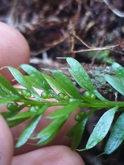 Tmesipteris sigmatifolia