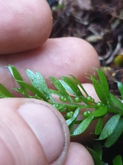 Tmesipteris sigmatifolia