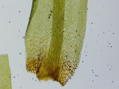 Dicranum flagellare