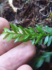Tmesipteris sigmatifolia