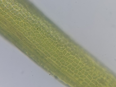 Dicranum flagellare