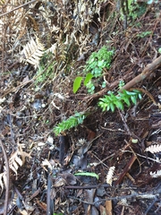 Tmesipteris sigmatifolia