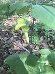 Arisaema quinatum