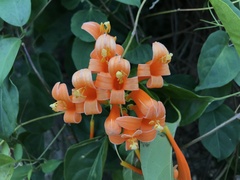 Pyrostegia venusta