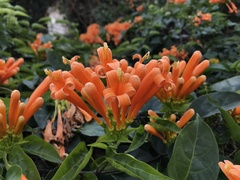 Pyrostegia venusta