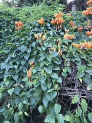 Pyrostegia venusta