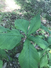 Arisaema quinatum
