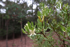 Persoonia muelleri