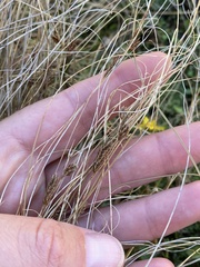 Carex buchananii