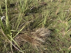 Carex buchananii