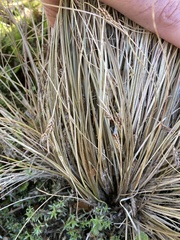 Carex buchananii