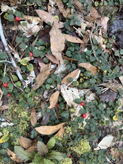 Mitchella repens image