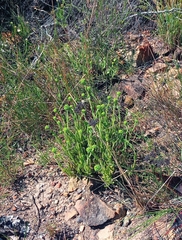 Crassula mesembryanthoides hispida