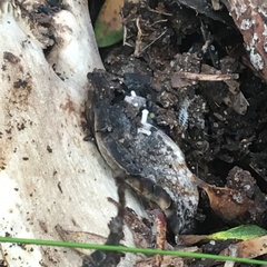 Asterophora mirabilis