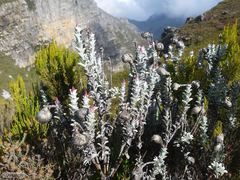 Syncarpha lepidopodium