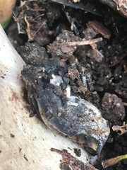 Asterophora mirabilis