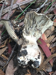 Asterophora mirabilis