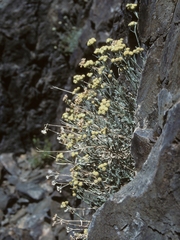 Artemisia albicans