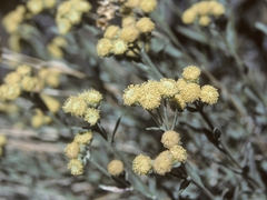 Artemisia albicans