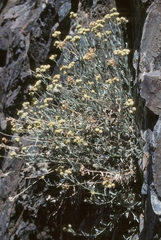 Artemisia albicans