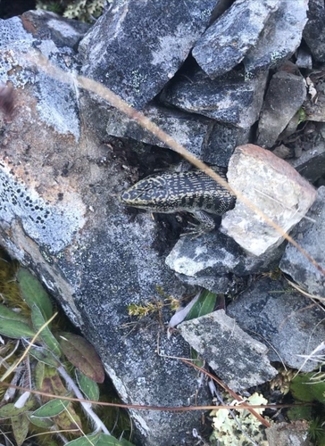 Scree Skink