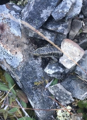 Oligosoma waimatense