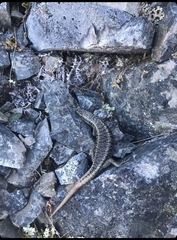 Oligosoma waimatense