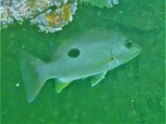 Lutjanus russellii