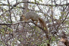 Sciurus niger