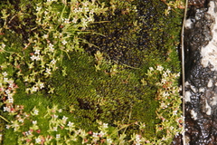 Imbribryum