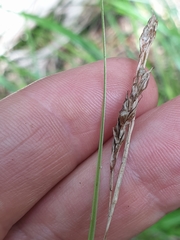 Carex longebrachiata