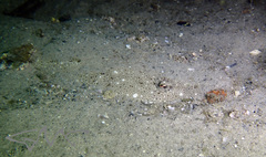 Platycephalus fuscus