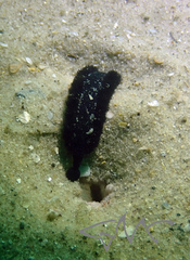 Branchellion plicobranchus