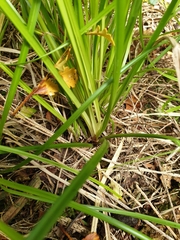 Carex longebrachiata