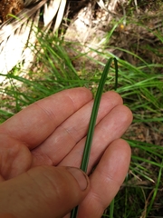 Carex longebrachiata