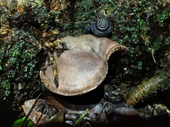 Ramogenia challengeri