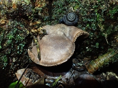 Ramogenia challengeri