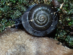 Ramogenia challengeri
