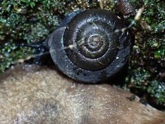Ramogenia challengeri