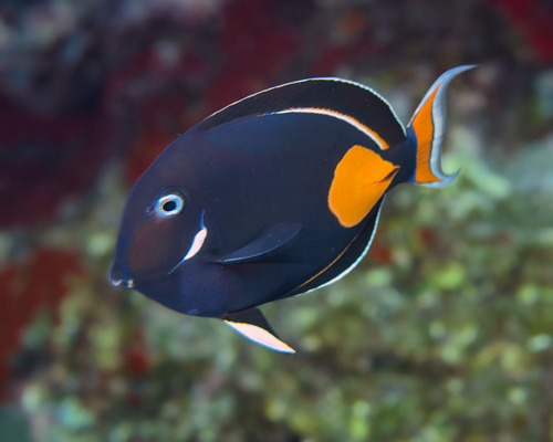 Achilles tang (Acanthurus achilles) — Acanthuridae — 2